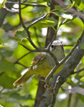 MacKillivrays Warbler 4177